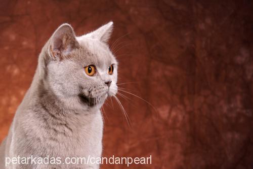 cindy Dişi British Shorthair