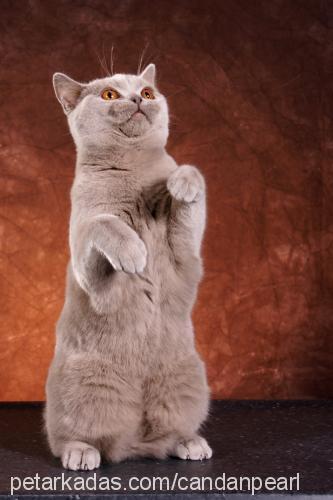 cindy Dişi British Shorthair