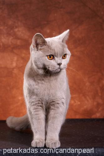 cindy Dişi British Shorthair