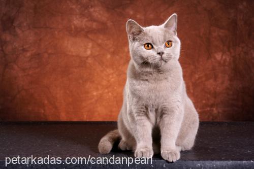 cindy Dişi British Shorthair