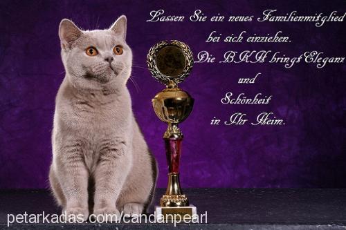 cindy Dişi British Shorthair