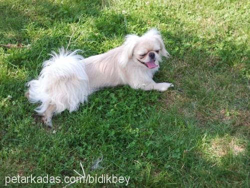 bıdık Erkek Pekingese