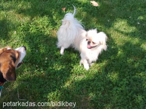 bıdık Erkek Pekingese