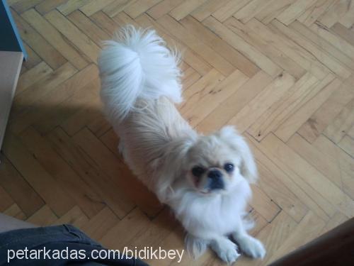 bıdık Erkek Pekingese