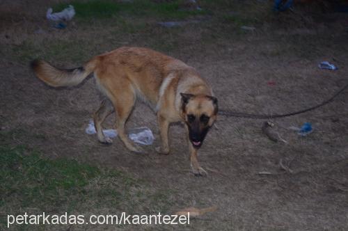 zeytin Dişi Belçika Malinois