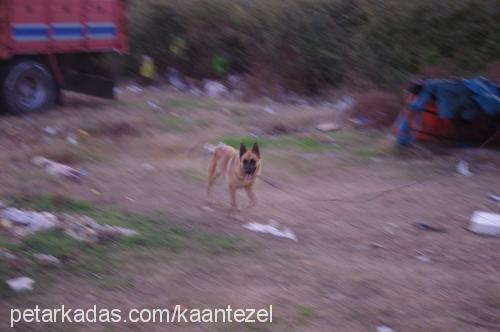 zeytin Dişi Belçika Malinois