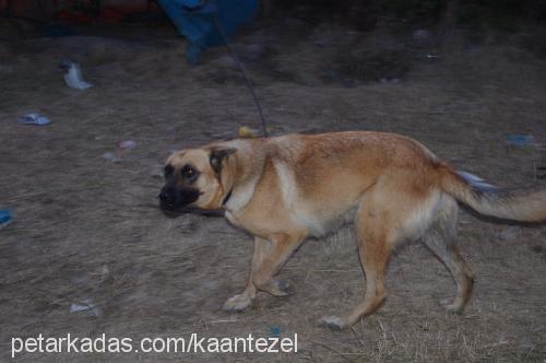 zeytin Dişi Belçika Malinois