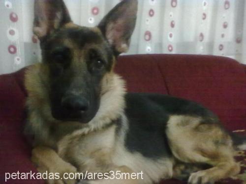 ares Erkek Alman Çoban Köpeği