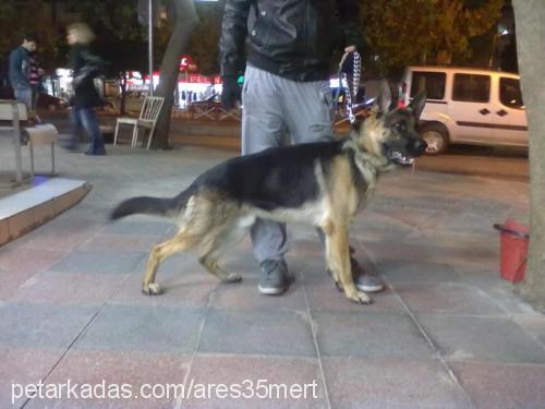 ares Erkek Alman Çoban Köpeği