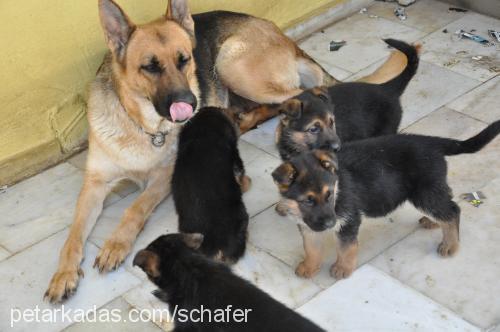 schafer Dişi Alman Çoban Köpeği