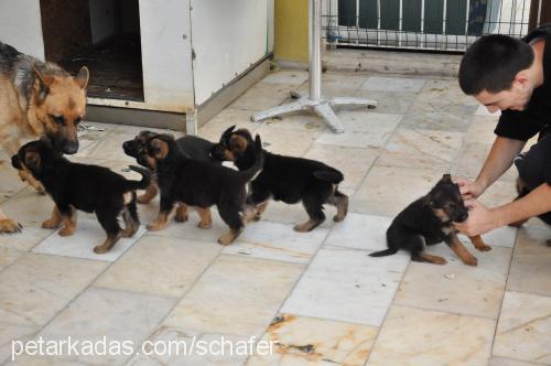 schafer Dişi Alman Çoban Köpeği