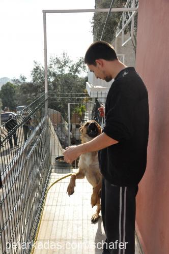 schafer Dişi Alman Çoban Köpeği