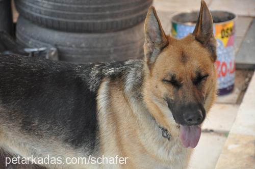 schafer Dişi Alman Çoban Köpeği