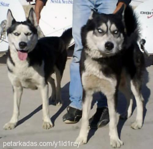 manita Dişi Sibirya Kurdu (Husky)