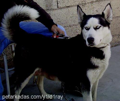 manita Dişi Sibirya Kurdu (Husky)