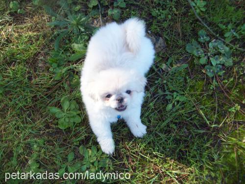 ladymiço Dişi Pekingese