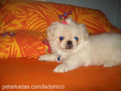 ladymiço Dişi Pekingese