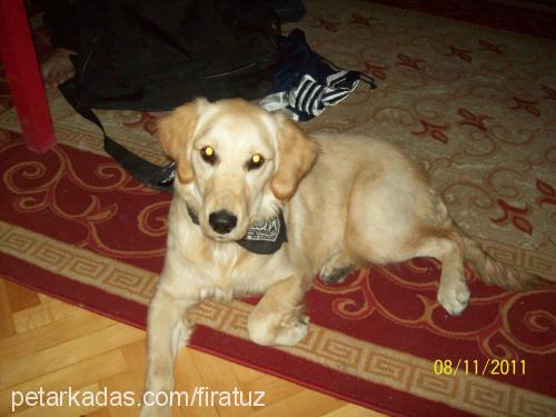 maya Dişi Golden Retriever