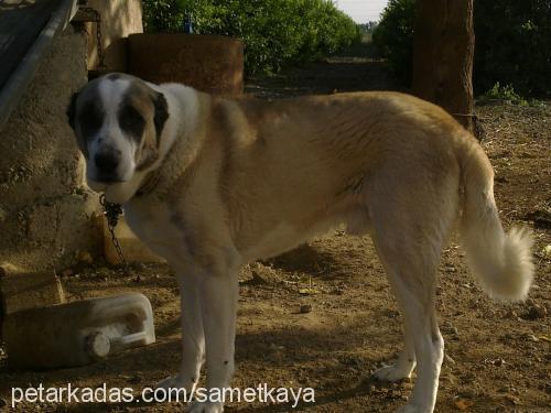 aslan Erkek Kangal