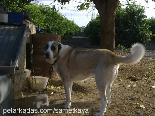 aslan Erkek Kangal