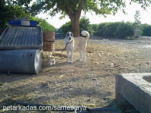 aslan Erkek Kangal