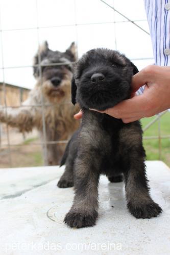 artemis Dişi Dev Schnauzer