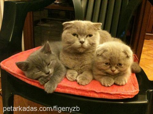 fıstık Dişi Scottish Fold