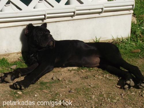 inter Dişi Cane Corso Italiano