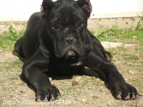 inter Dişi Cane Corso Italiano