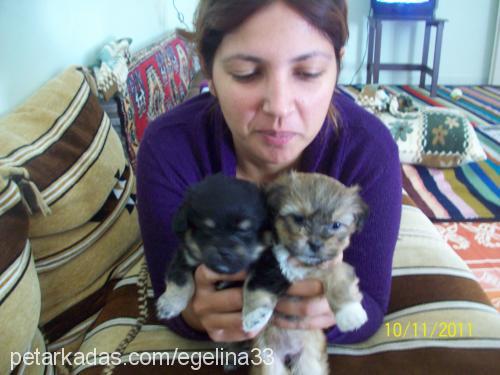 tekila Erkek Tibetli Spaniel