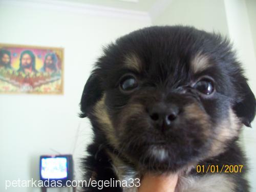 tekila Erkek Tibetli Spaniel