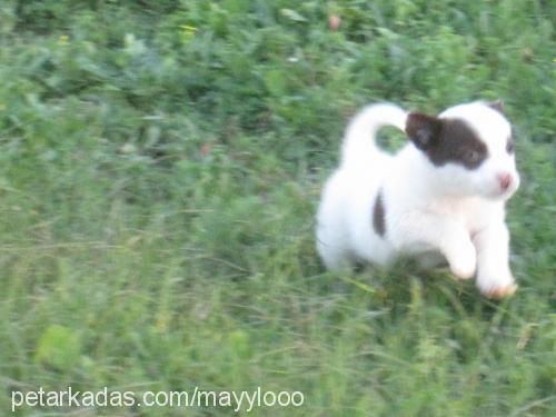 maylo Erkek Jack Russell Terrier