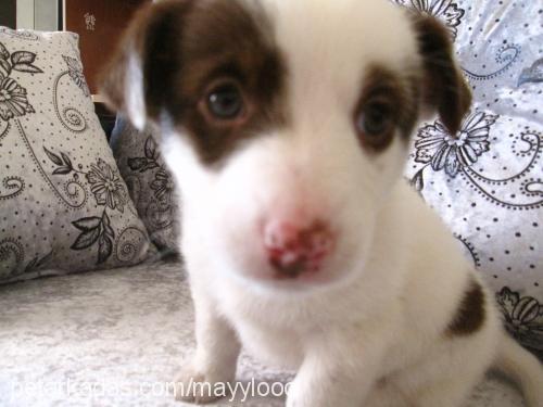 maylo Erkek Jack Russell Terrier