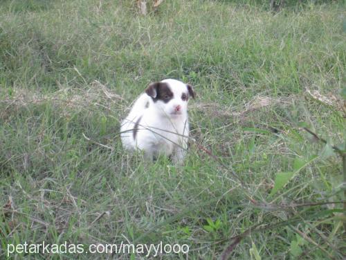 maylo Erkek Jack Russell Terrier