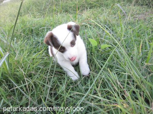 maylo Erkek Jack Russell Terrier