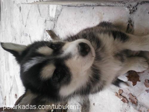 minik Dişi Sibirya Kurdu (Husky)