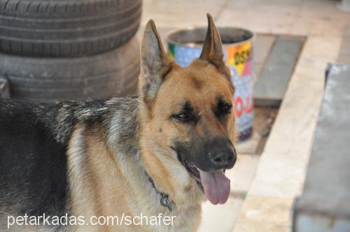 schafer Dişi Alman Çoban Köpeği