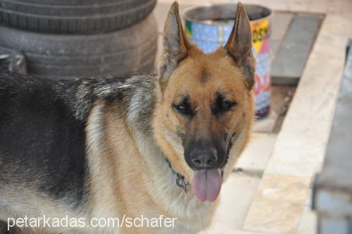 schafer Dişi Alman Çoban Köpeği