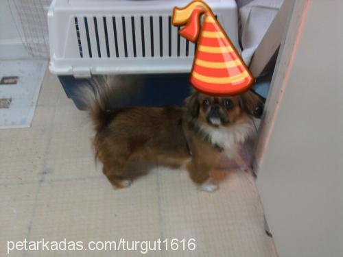 shiba Dişi Tibetli Spaniel