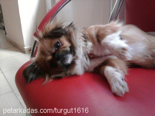 shiba Dişi Tibetli Spaniel