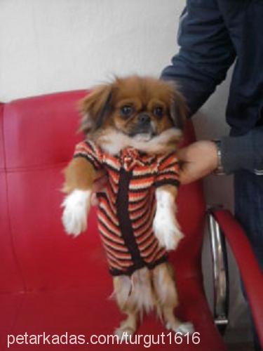 shiba Dişi Tibetli Spaniel