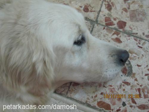 candy Dişi Golden Retriever