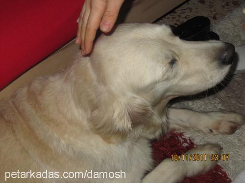 candy Dişi Golden Retriever