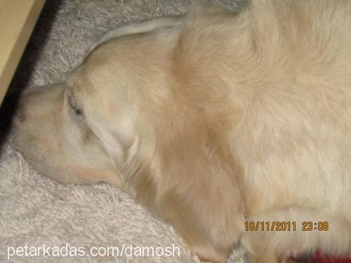 candy Dişi Golden Retriever