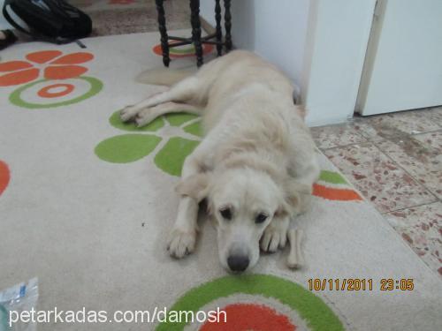 candy Dişi Golden Retriever