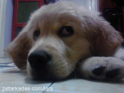 maya Dişi Golden Retriever