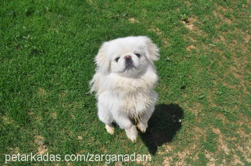 tekila Erkek Pekingese