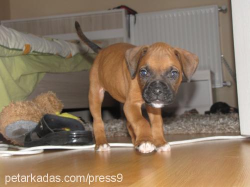 rocky Erkek Boxer