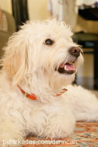 daisy Dişi Bichon Havanese