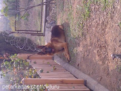 axel Erkek Alman Çoban Köpeği